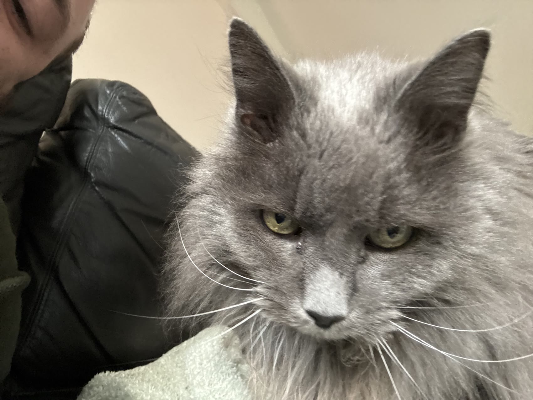 A portrait of Muffy, gazing with evident judgment.