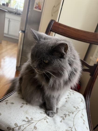 Muffy seated regally on an antique chair.