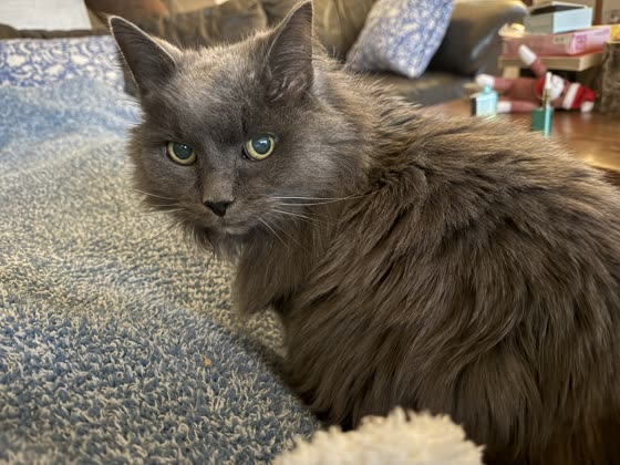 Muffy looking directly at the camera with a discerning expression.
