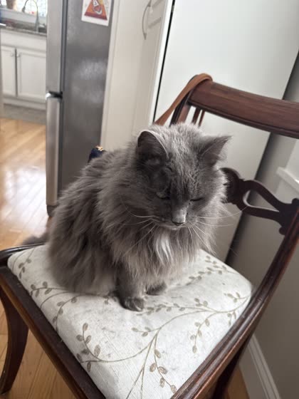Muffy sitting with eyes half closed on a chair.
