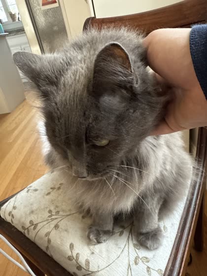 A hand scratching Muffy's head as she sits contentedly.
