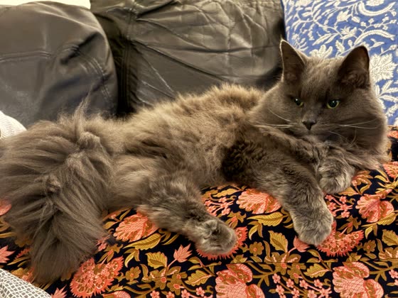 Muffy reclining elegantly on a couch among floral cushions.