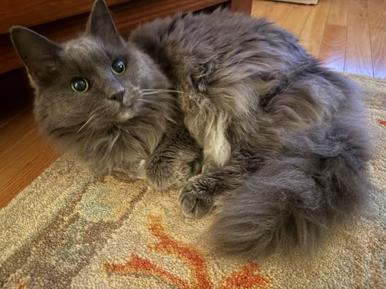 Muffy curled on a rug, eyes alert.