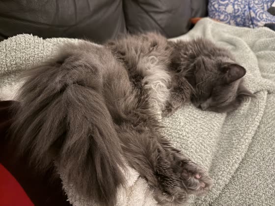 Muffy sprawled and sleeping on a soft blanket.