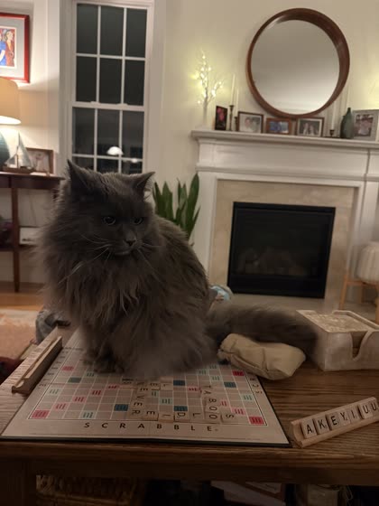 Muffy sitting atop a Scrabble board near the fireplace.