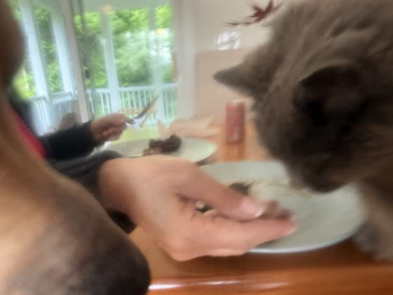 Muffy investigating a plate of food at the dinner table.