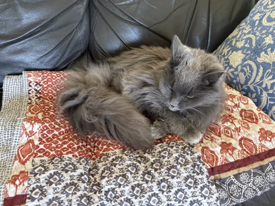 Muffy curled up asleep on a patterned quilt.