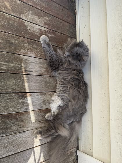 Muffy sprawled out sunbathing on a wooden deck.