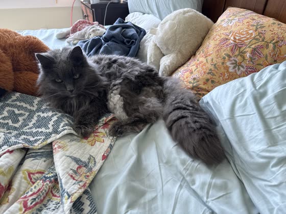 Muffy lounging on a bed among pillows.