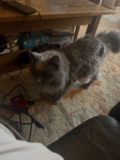 Muffy standing alert in the living room, looking at the camera.